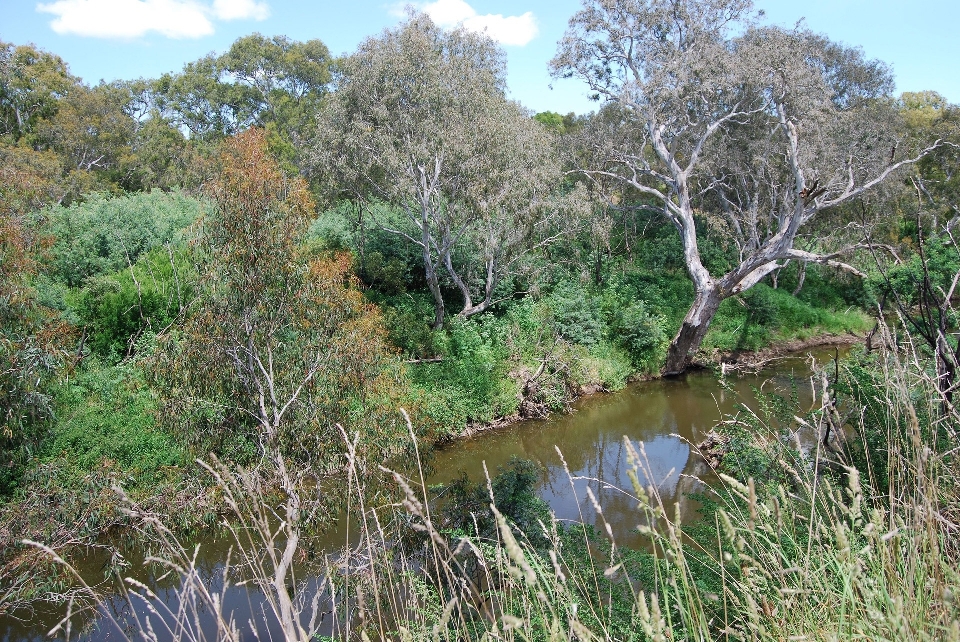 Arbre forêt ruisseau
 marais