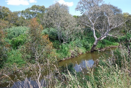 Tree forest creek swamp Photo