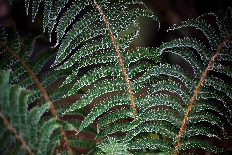 Baum natur wald zweig