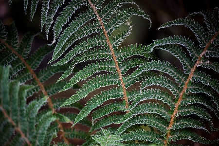 Tree nature forest branch Photo