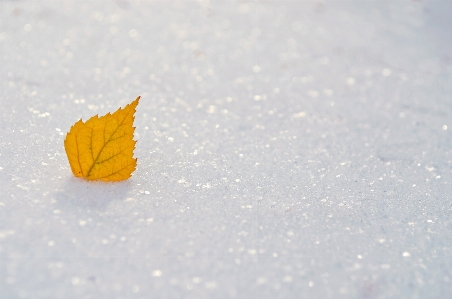 Hand nature snow winter Photo