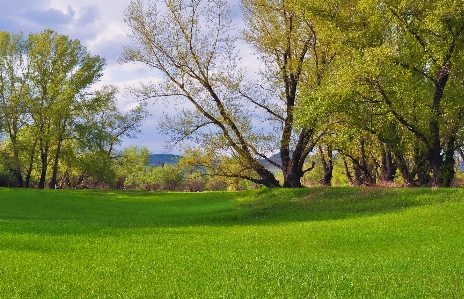 Landscape tree nature forest Photo