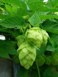 Plant vine leaf beer Photo