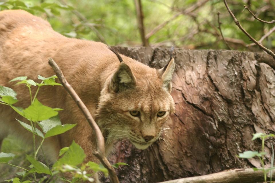 Faune chat mammifère fauna