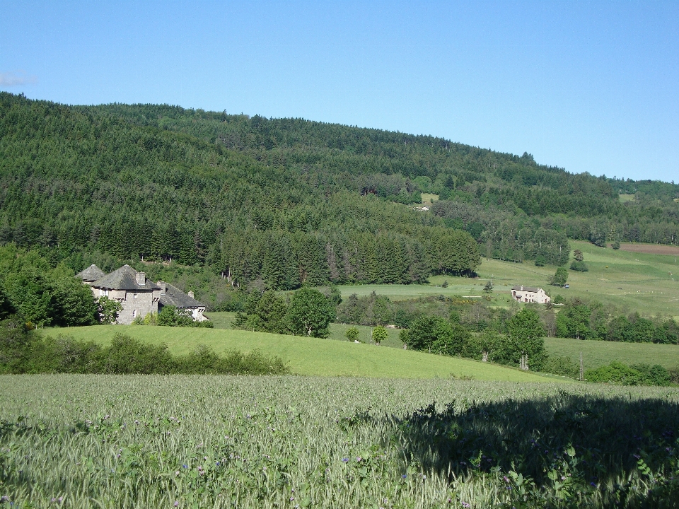 Landscape nature forest grass