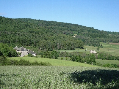 Landscape nature forest grass Photo