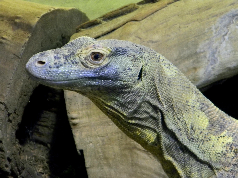 Tierwelt zoo porträt makro