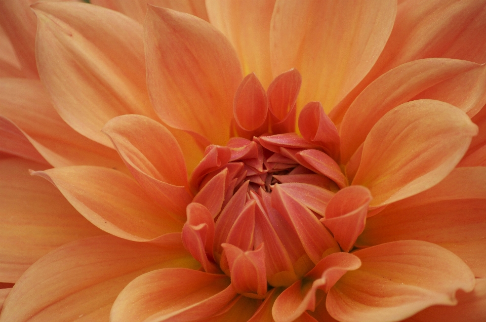 Nature plant flower petal