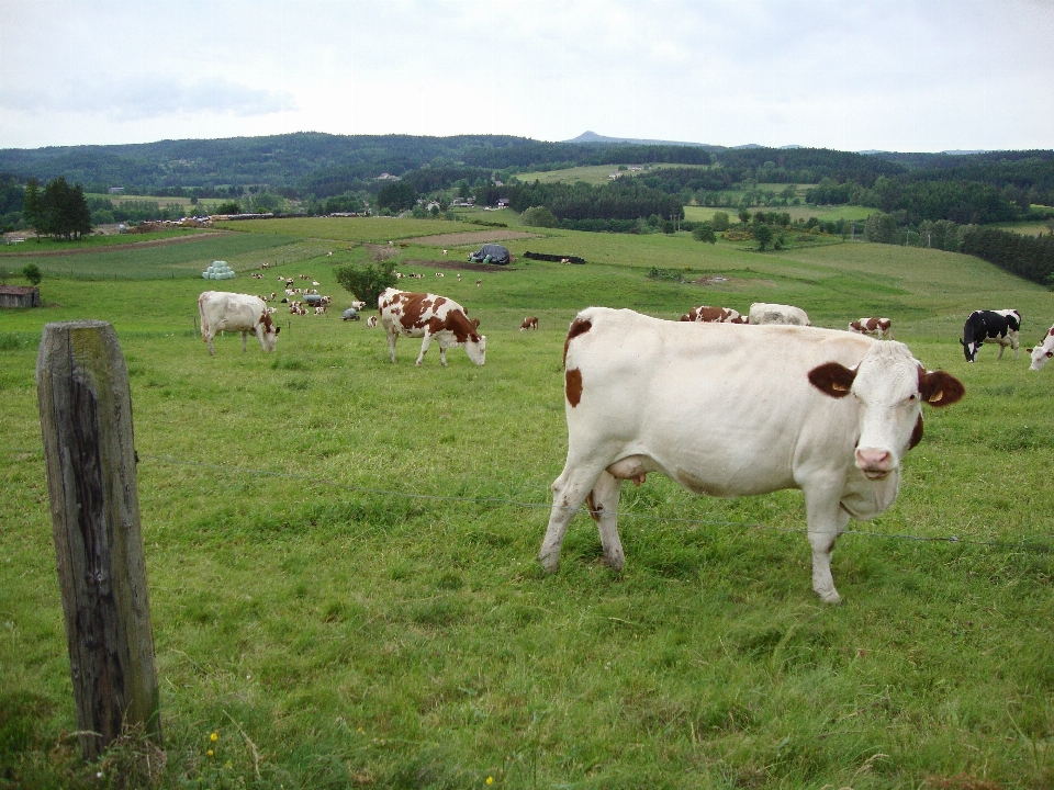 Landschaft natur gras himmel