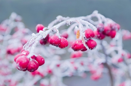 Photo Nature bifurquer fleurir neige