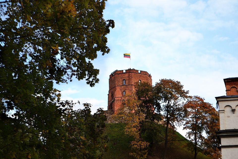 Drzewo architektura kwiat budynek