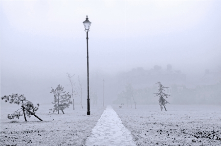 Foto Albero natura ramo nevicare