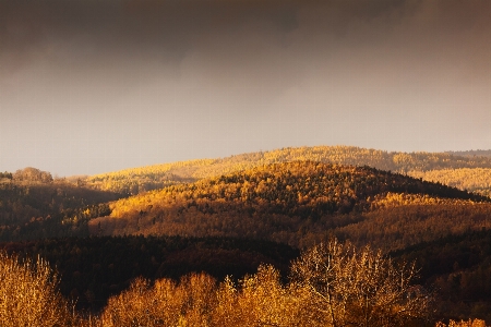 Landscape tree nature forest Photo