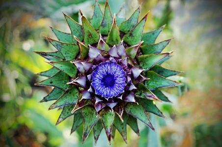 Nature prickly plant flower Photo