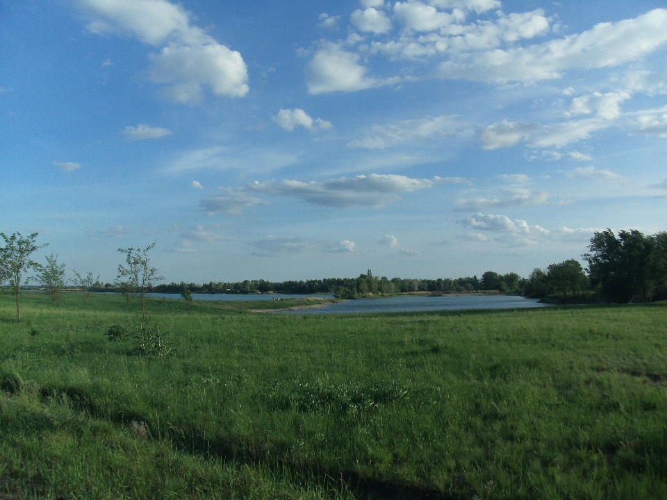 Paysage arbre eau nature