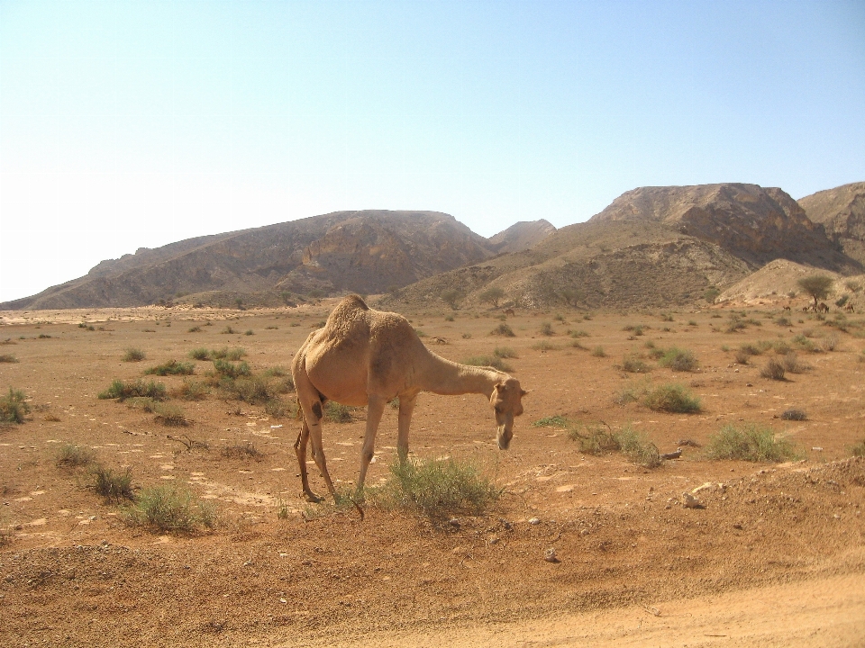 Paisagem natureza região selvagem
 deserto