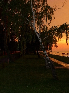 Tree nature branch light Photo