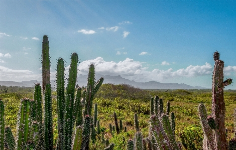 Foto Paisagem árvore natureza grama