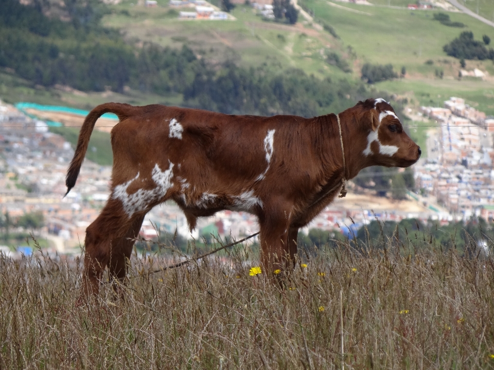 Natur gras feld bauernhof