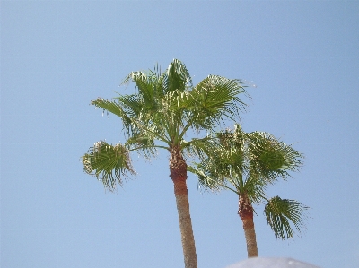 Tree branch plant sky Photo