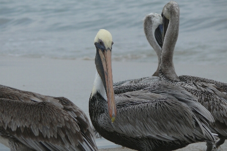 Wasser sand ozean vogel Foto