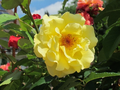 Plant flower petal rose Photo