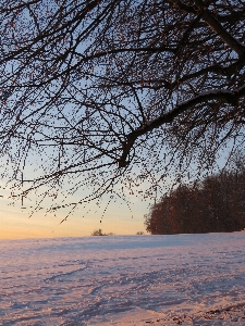 Landscape tree forest branch Photo