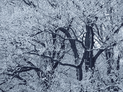 Photo Arbre forêt bifurquer neige