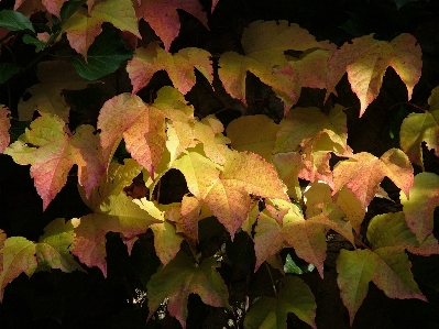 Tree branch plant vine Photo