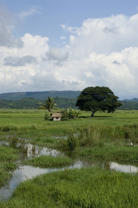 Landscape water nature forest