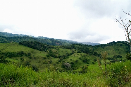 Landscape tree nature forest Photo