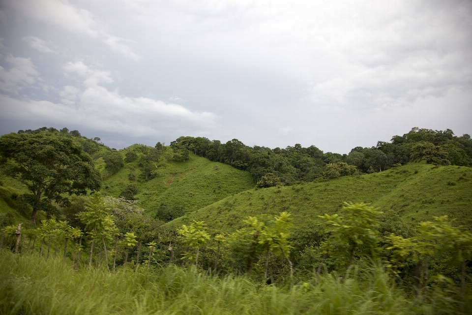 Landschaft baum natur wald