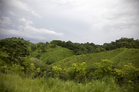 Landschaft baum natur wald Foto