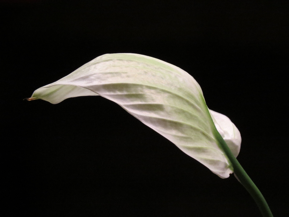 Blüte flügel anlage weiss