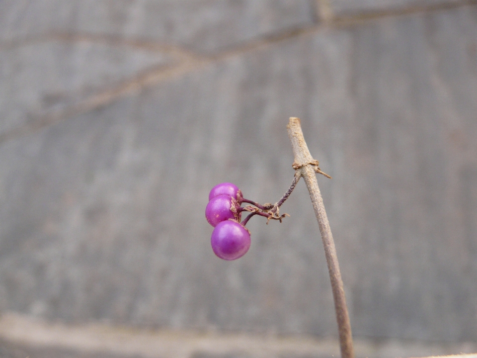 Nature branch blossom winter