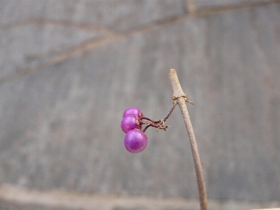 自然 ブランチ 花 冬 写真