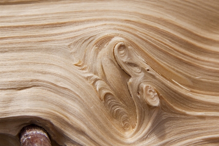 Branch structure wood grain Photo