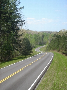 Landscape nature forest grass Photo