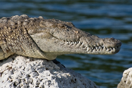 Water river shoreline wildlife Photo