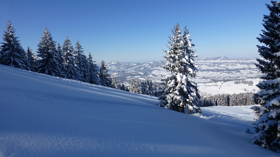 Baum berg schnee kalt