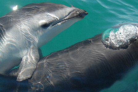 Foto Mar agua naturaleza océano