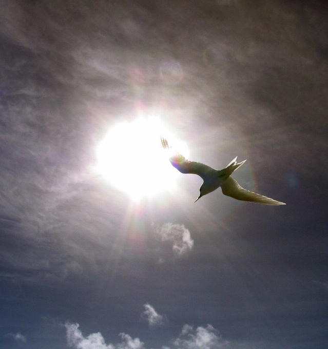 Oiseau aile nuage ciel