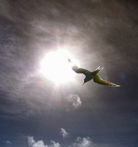 Bird wing cloud sky Photo