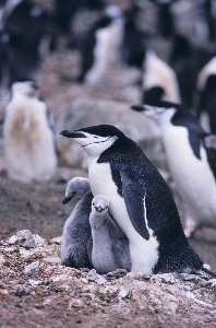 Photo Nature oiseau mignon faune