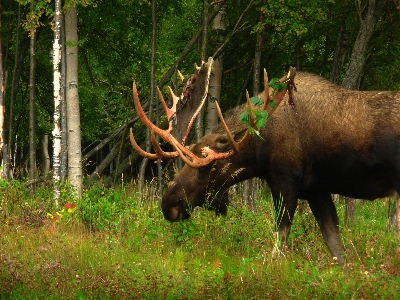 Forest grass countryside animal Photo