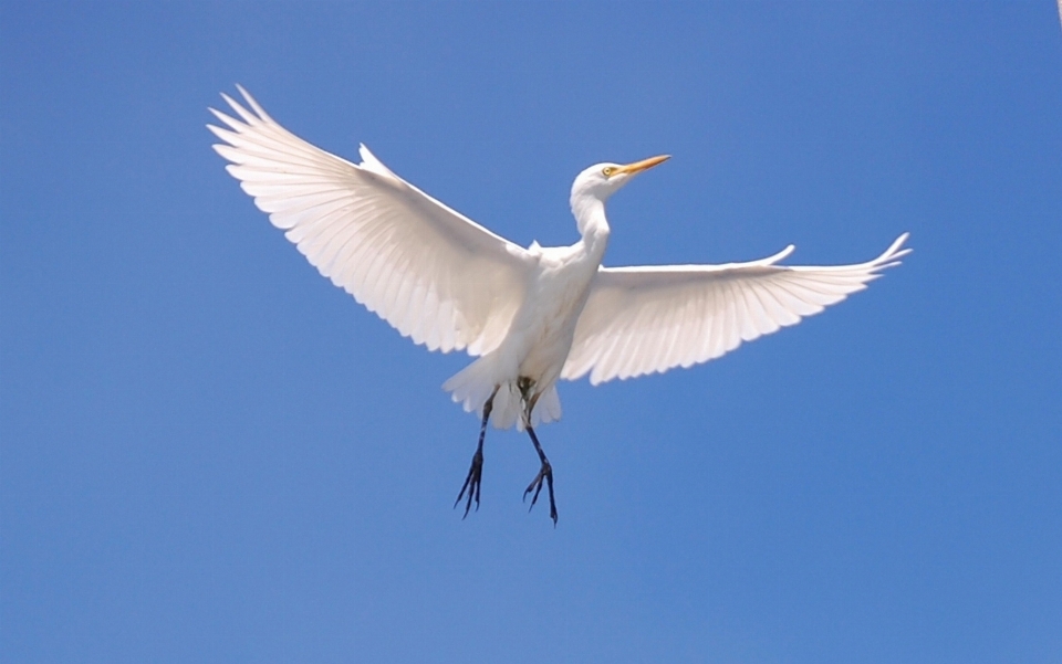 Alam burung sayap langit