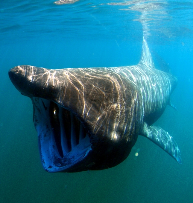 Mar agua naturaleza océano