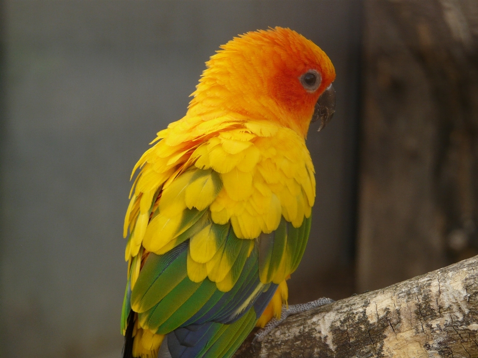 鳥 羽 動物 緑