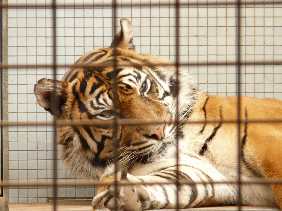 野生動物 動物園 猫 哺乳類