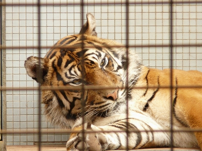 Foto Animais selvagens jardim zoológico gato mamífero